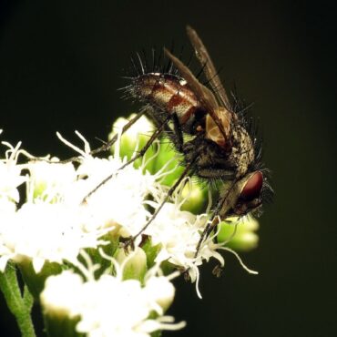 Tachinid Fly Garden Benefits and How to Attract Them