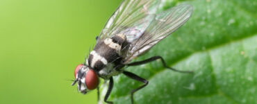 Tachinid Fly Garden Benefits and How to Attract Them
