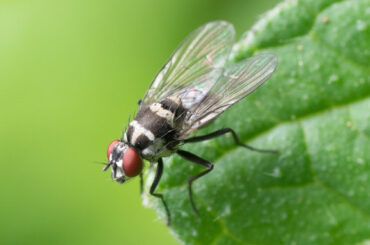 Tachinid Fly Garden Benefits and How to Attract Them