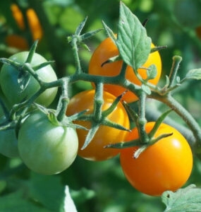 Good and Bad Companion Plants for Tomatoes