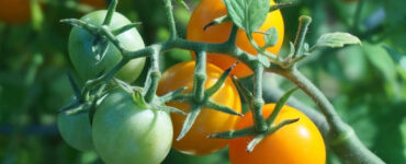 Good and Bad Companion Plants for Tomatoes