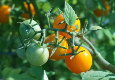Good and Bad Companion Plants for Tomatoes