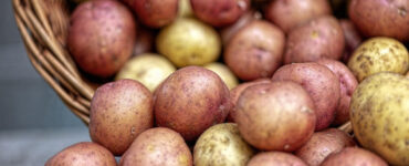 26 High-Yield Crops to Grow