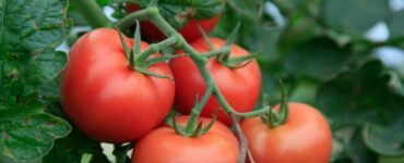 Good and Bad Companion Plants for Tomatoes