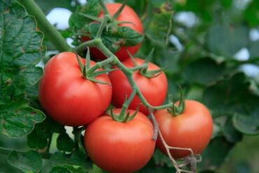 Good and Bad Companion Plants for Tomatoes