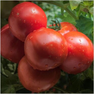 Ace 55 tomato - How to Grow Tomatoes at Home (From Seeds and Seedlings)