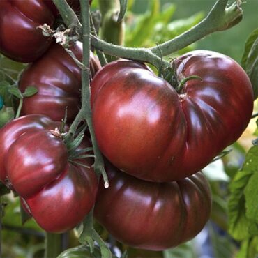 Black Krim - Types of Tomatoes (Varieties)
