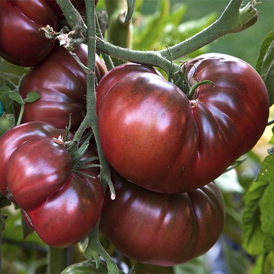 20+ Types Of Tomatoes Plants
