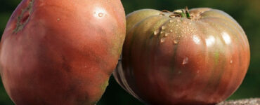 Cherokee Purple tomato - Types of Tomatoes (Varieties)