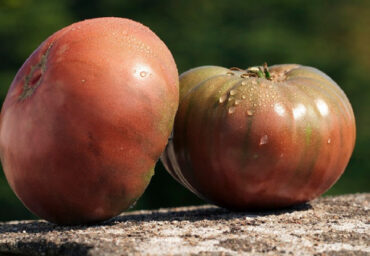 Cherokee Purple tomato - Types of Tomatoes (Varieties)