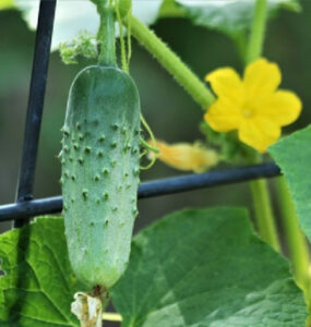 Good and Bad Cucumber Companion Plants