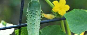 Good and Bad Cucumber Companion Plants