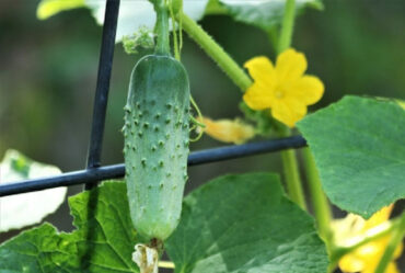 Good and Bad Cucumber Companion Plants