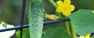 Good and Bad Cucumber Companion Plants