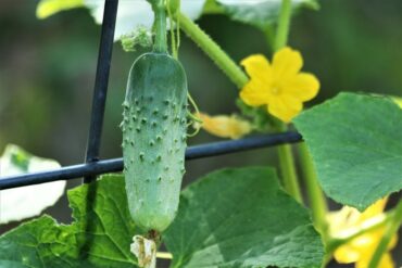 Good and Bad Cucumber Companion Plants