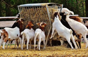 Goat Farming: Guide on Raising Meat Goats