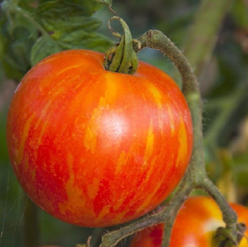 Mr. Stripey tomato