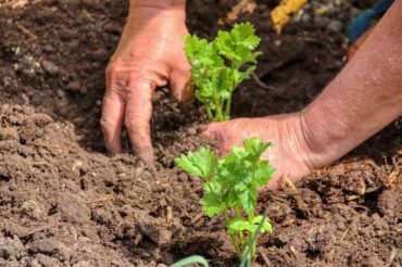 17 Problems Faced by Gardeners and How to Fix Them Naturally