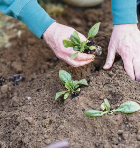 18 Problems Faced by Gardeners and How to Fix Them Naturally