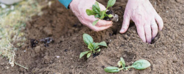 18 Problems Faced by Gardeners and How to Fix Them Naturally
