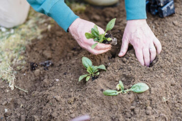 18 Problems Faced by Gardeners and How to Fix Them Naturally