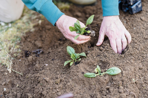 18 Problems Faced by Gardeners and How to Fix Them Naturally
