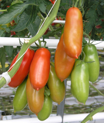 San Marzano tomato
