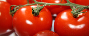 Ace 55 tomato - How to Grow Tomatoes at Home (From Seeds and Seedlings)