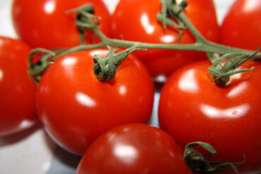 Ace 55 tomato - How to Grow Tomatoes at Home (From Seeds and Seedlings)