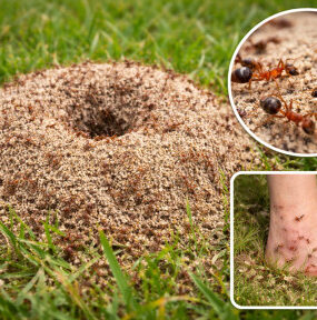 23 Natural Ways to Get Rid of Ants in the Garden & House - Natural Ant Killer Recipes