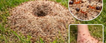 23 Natural Ways to Get Rid of Ants in the Garden & House - Natural Ant Killer Recipes