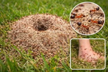 23 Natural Ways to Get Rid of Ants in the Garden & House - Natural Ant Killer Recipes