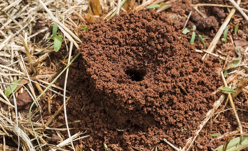 23 Natural Ways To Get Rid Of Ants In