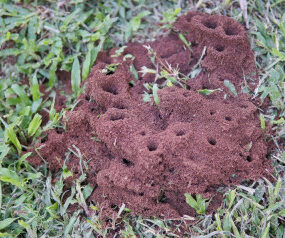 23 Natural Ways to Get Rid of Ants in the Garden & House