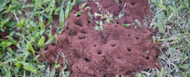 23 Natural Ways to Get Rid of Ants in the Garden & House - Natural Ant Killer Recipes