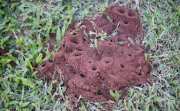 23 Natural Ways to Get Rid of Ants in the Garden & House - Natural Ant Killer Recipes