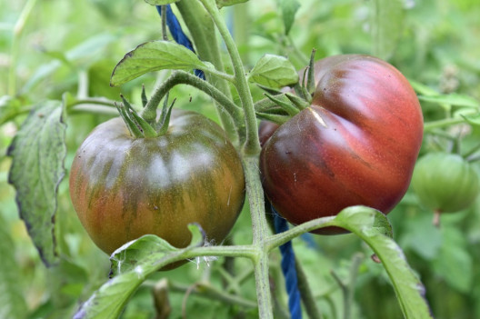 Black Krim - Types of Tomatoes (Varieties)