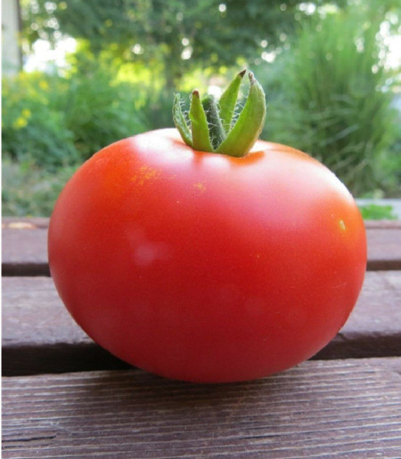 Calypso tomato