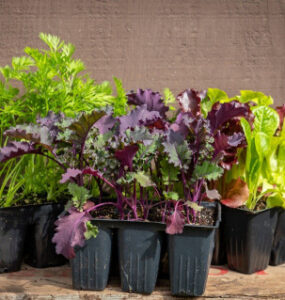 Kale Companion Plants: Best and Worst Companions