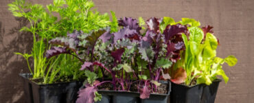 Kale Companion Plants: Best and Worst Companions