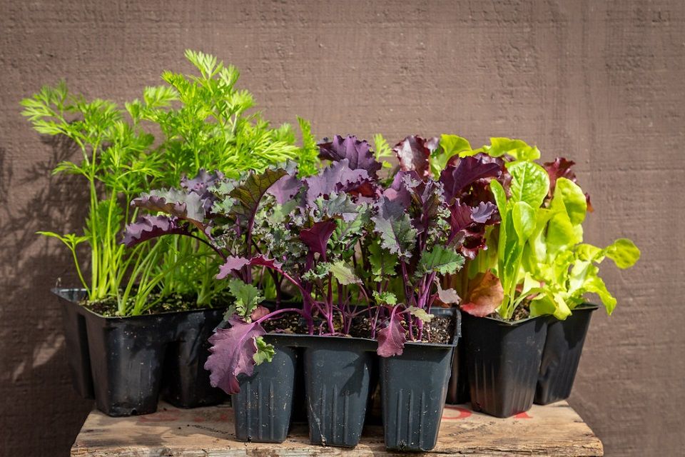 Good and Bad Kale Companion Plants Dre Campbell Farm