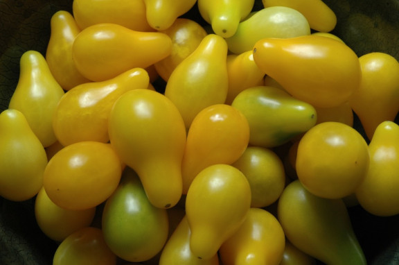 Pear tomato - Types of Tomatoes (Varieties)
