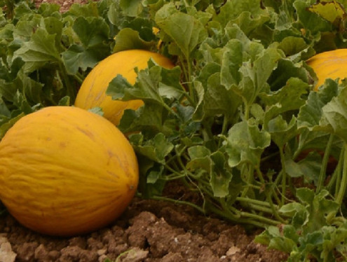 Canary Melon