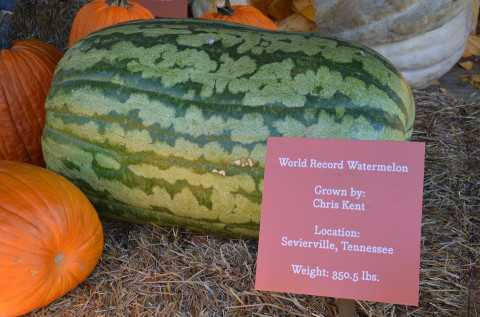 Carolina Cross melon