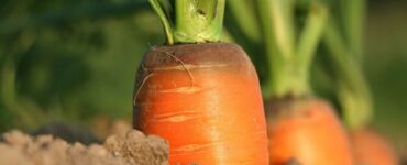 Companion Planting Carrots: Helpful and Harmful Neighbors