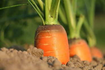 Companion Planting Carrots: Helpful and Harmful Neighbors