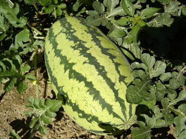 Georgia Rattlesnake melon