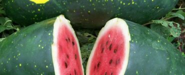 Moon & Stars - Types of Melon