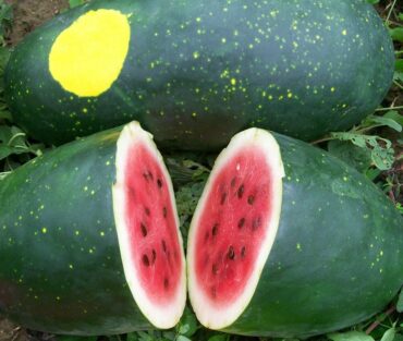 Moon & Stars - Types of Melon