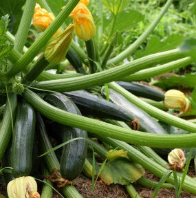 Good and Bad Zucchini Companion Plants